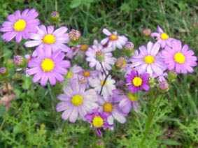 Senecio elegans